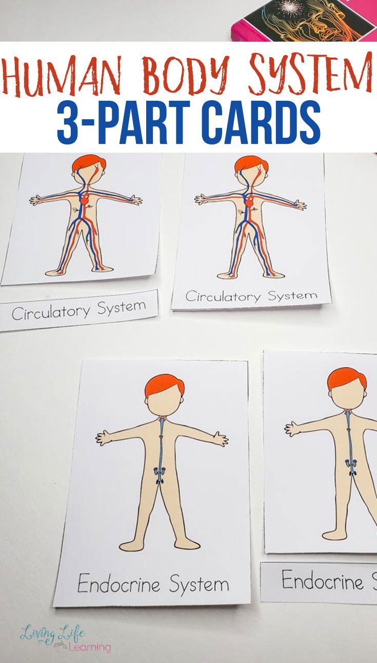 Human Body Systems Worksheets for Kids