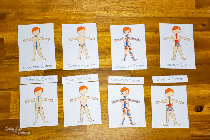 Human Body Systems Worksheets for Kids Story - Living Life and ...