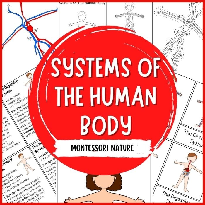 Systems Of The Human Body 3 Part Cards and Information Cards ...