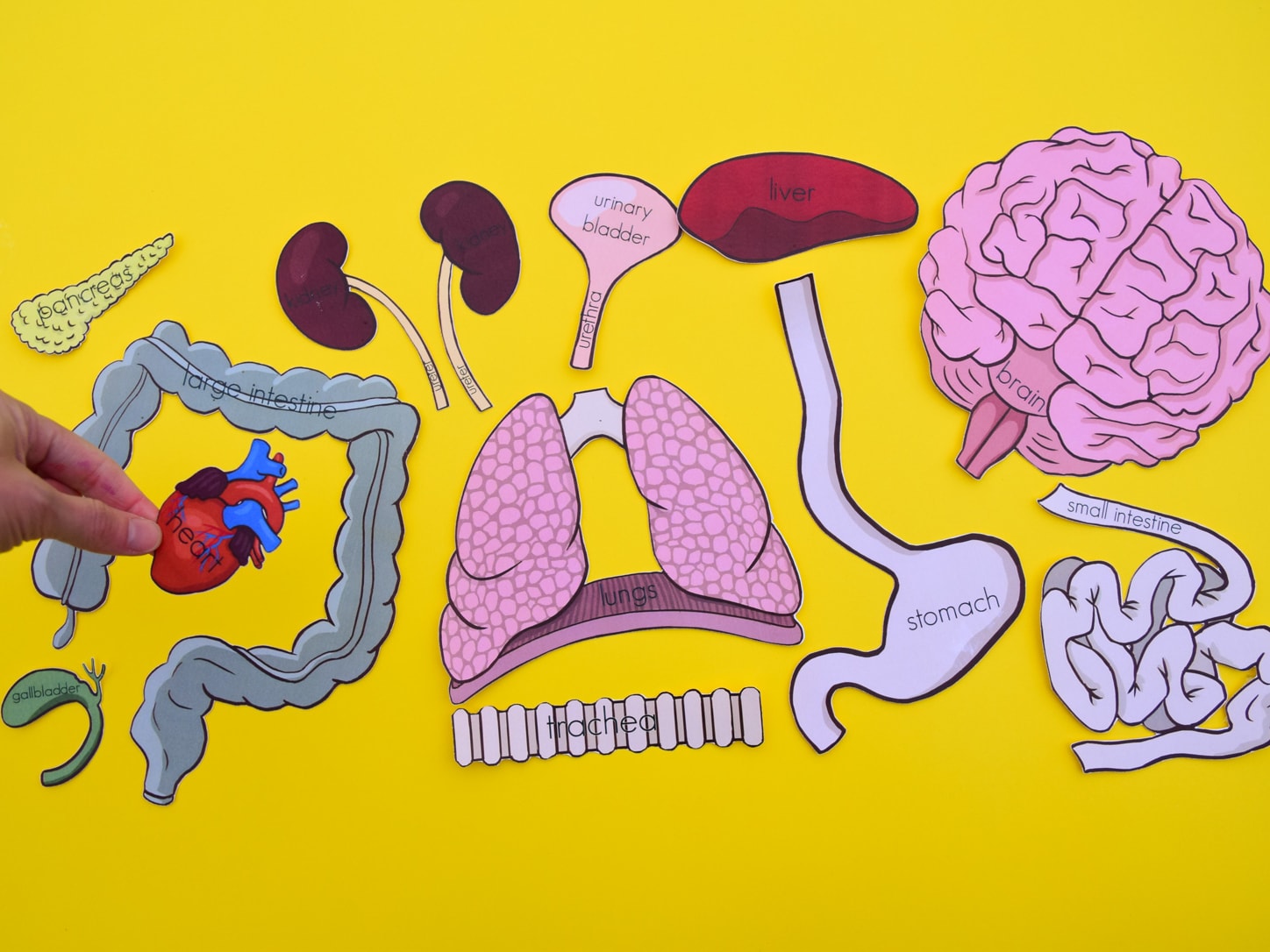 free-printable-life-size-organs-for-studying-human-body-anatomy-with-children-worksheets-library for Free Printable Human Body Organs Free Printable Life-Size Organs for Studying Human Body Anatomy with Children - Worksheets Library for Free Printable Human Body Organs