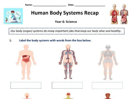 body systems review worksheet