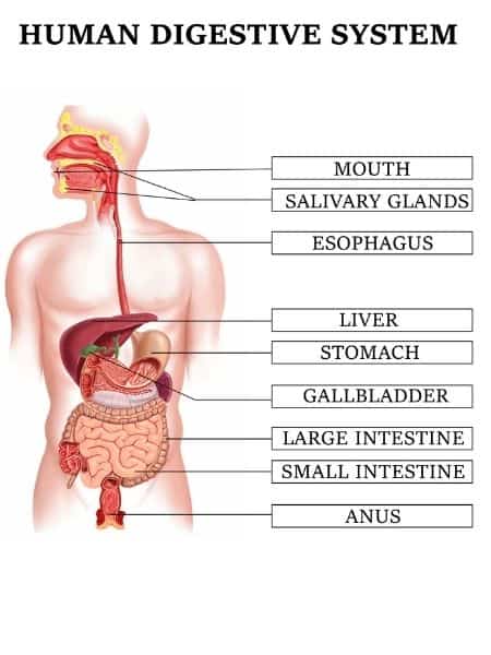 Human Body Systems - Ultimate Guide (10+ Worksheets for Kids)
