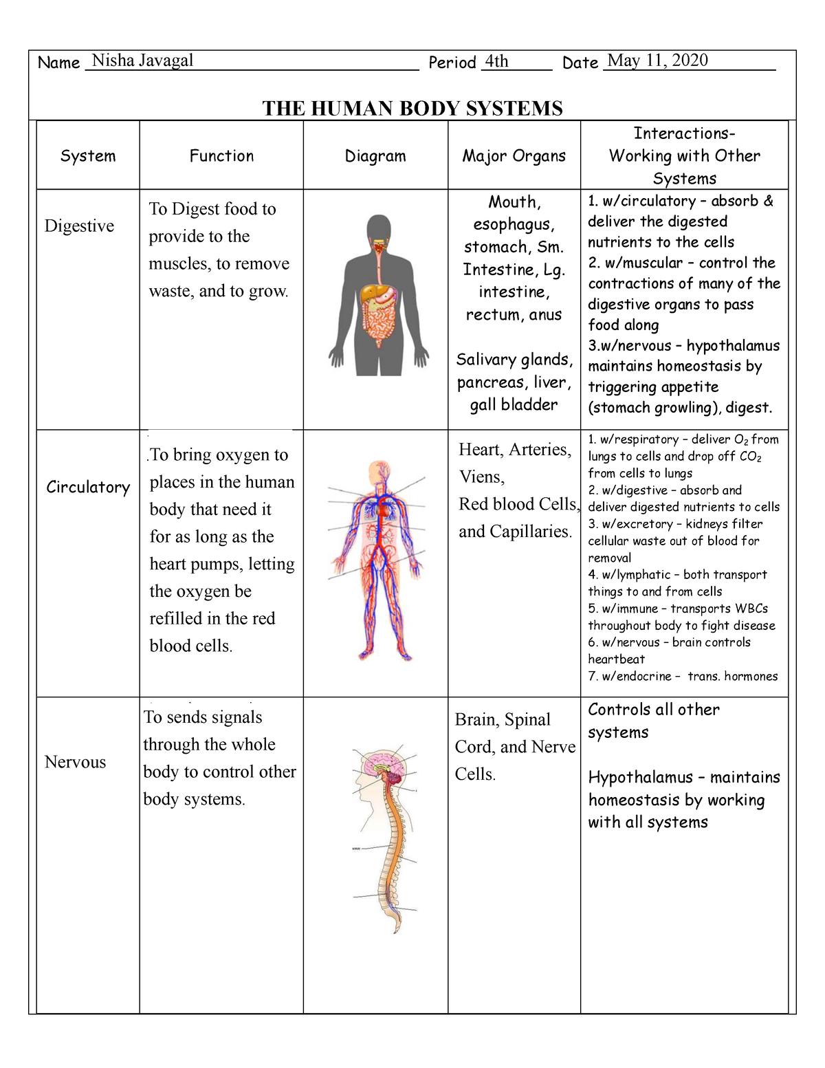 body systems worksheet answers