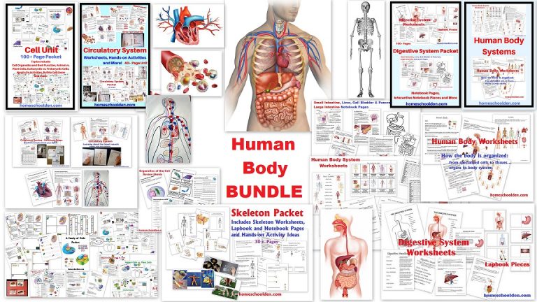 body systems worksheet for middle school