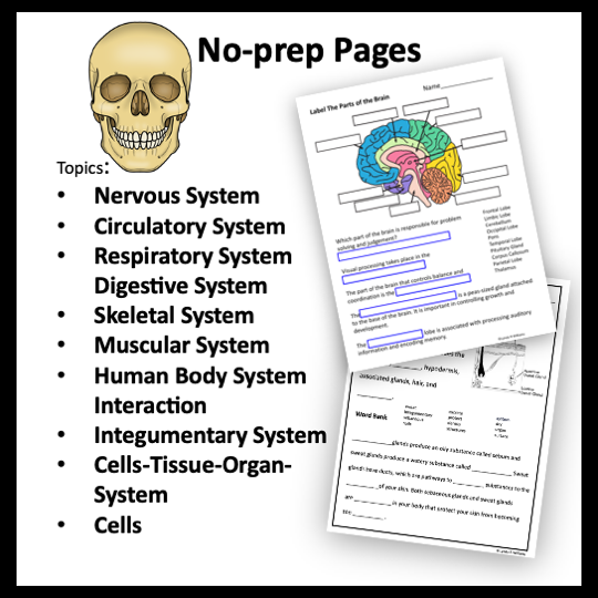 body systems worksheet for middle school