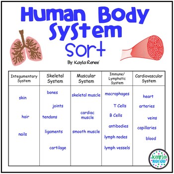 Human Body Systems Worksheet - Sorting Activity - Bright in the Middle