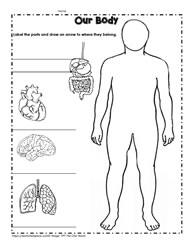 Human Body Printables Worksheets