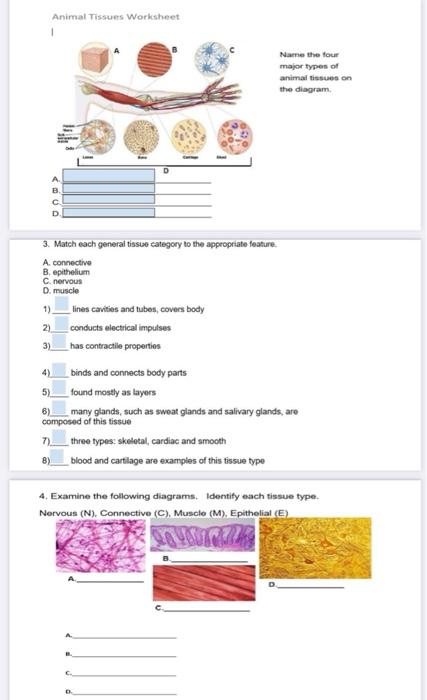 Solved Animal Tissues Worksheet Name the four major types of ...