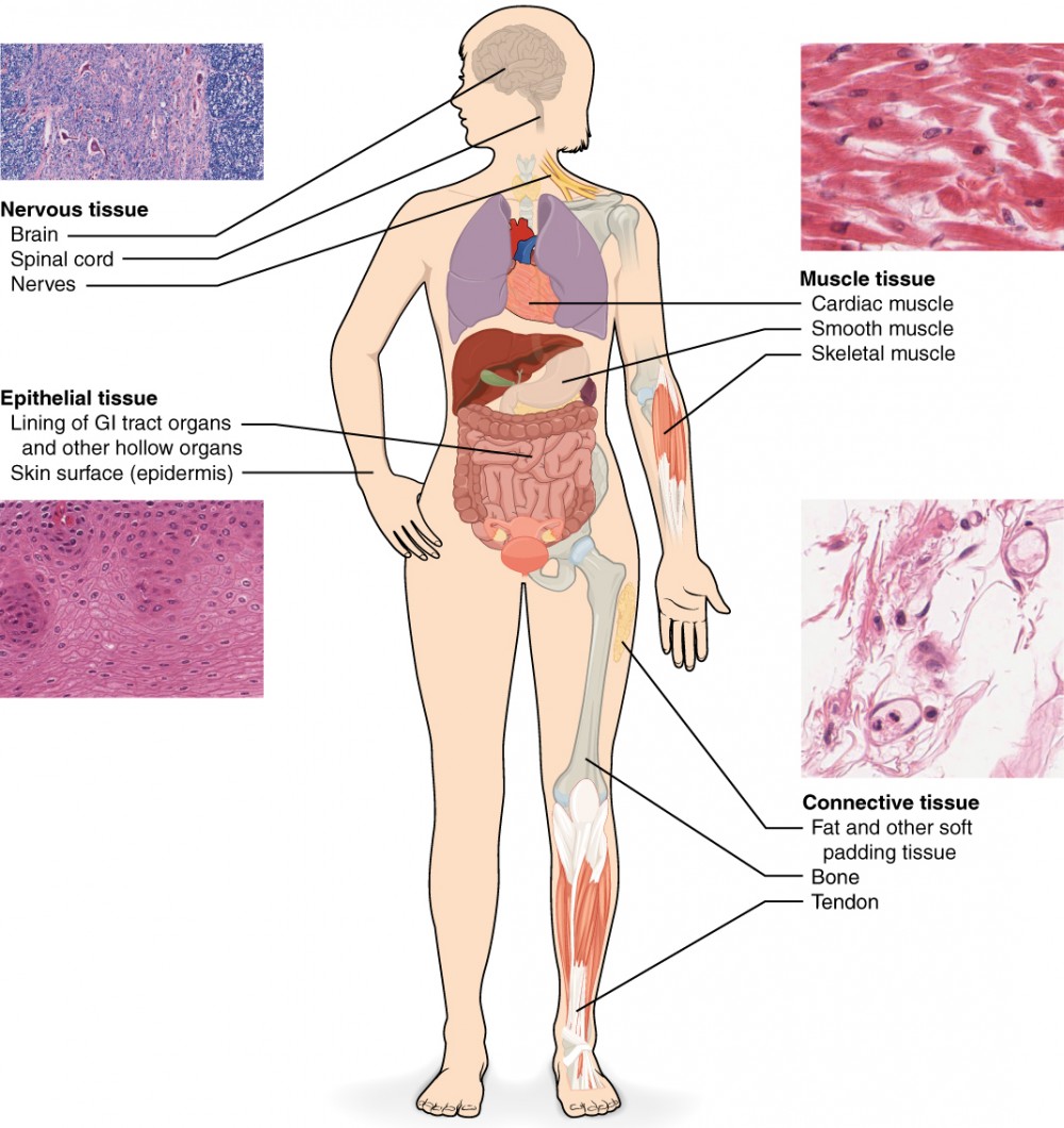 Tissue Types | BIO103: Human Biology