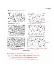 Screen Shot 2019-10-15 at 7.10.24 PM.png - 46 Anatomy &  Physiology ...