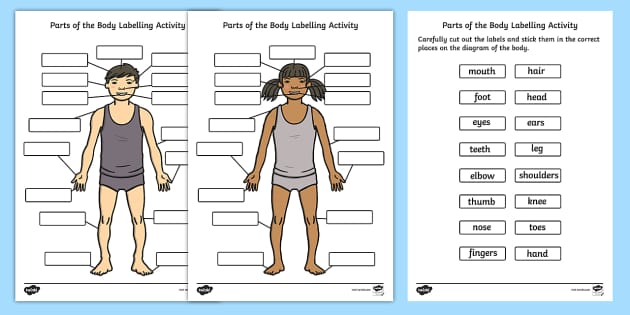 bodyparts worksheet