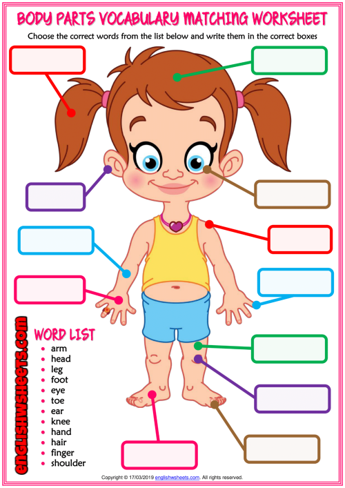 bodyparts worksheet