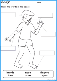 Body Parts Worksheet | Maple Leaf Learning Library