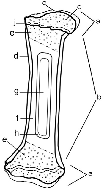 Anatomy of a Bone -Coloring