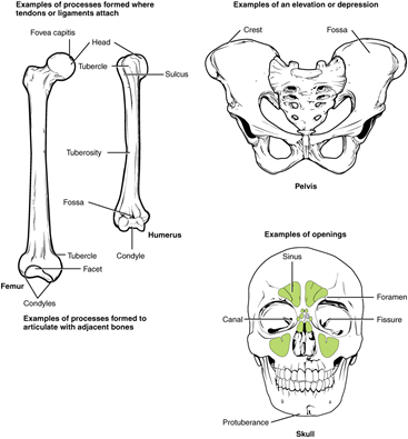 bone worksheet for anatomy