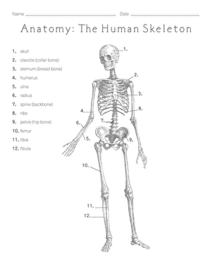 Anatomy: The Human Skeleton | Worksheet 