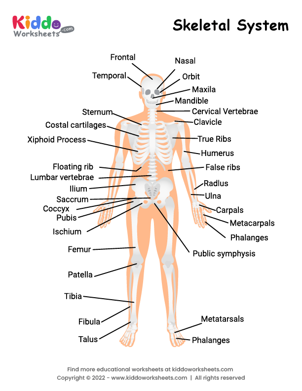 Free Printable Skeletal System Worksheet - kiddoworksheets