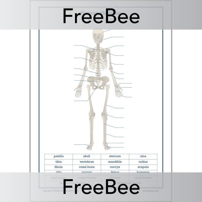 Free label the Skeleton Worksheet by PlanBee