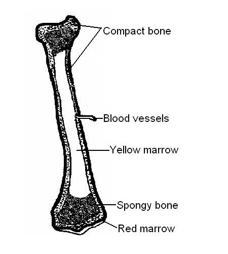 Skeleton Worksheet Answers - WikiEducator