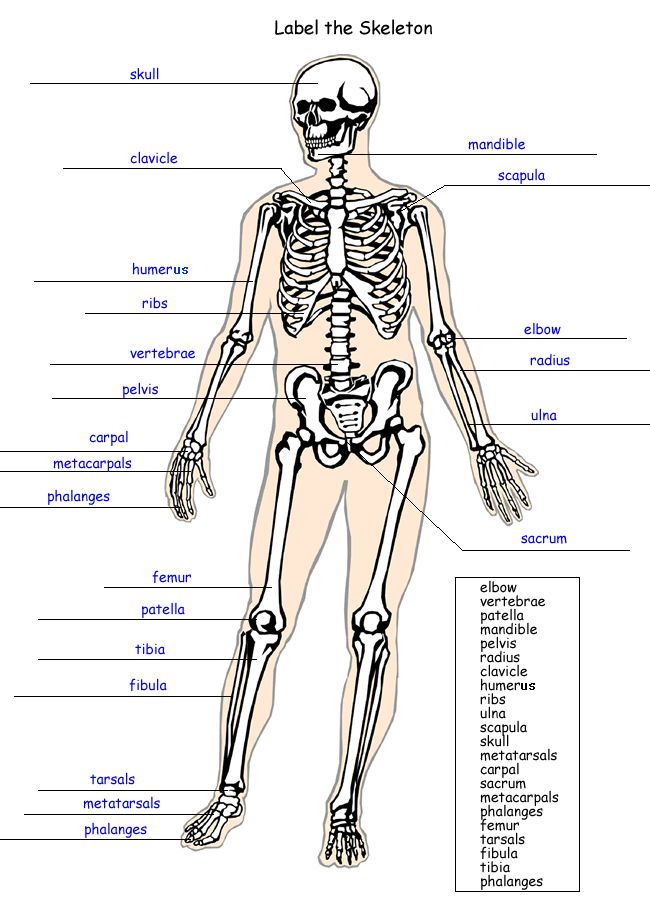 Label the Skeleton Worksheet - Homeschool Helper | Skeletal system ...
