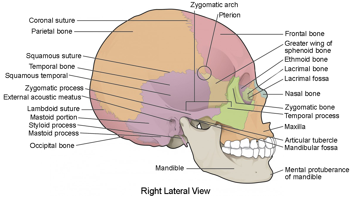 bones of the skull worksheet