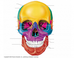 bones of the skull worksheet