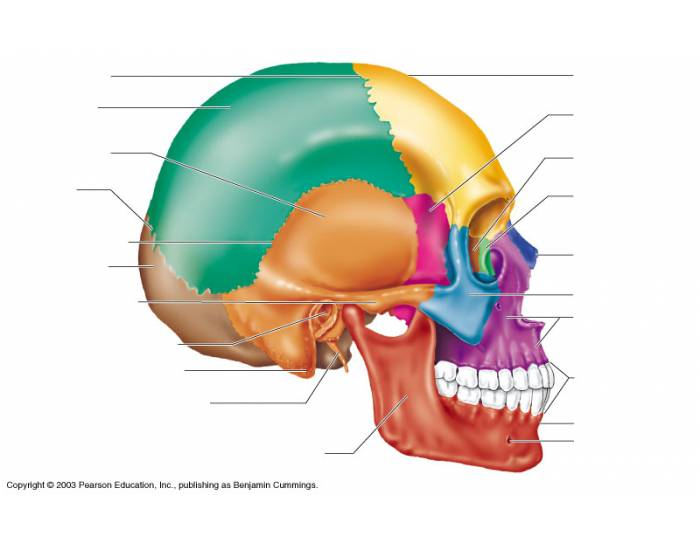 bones of the skull worksheet