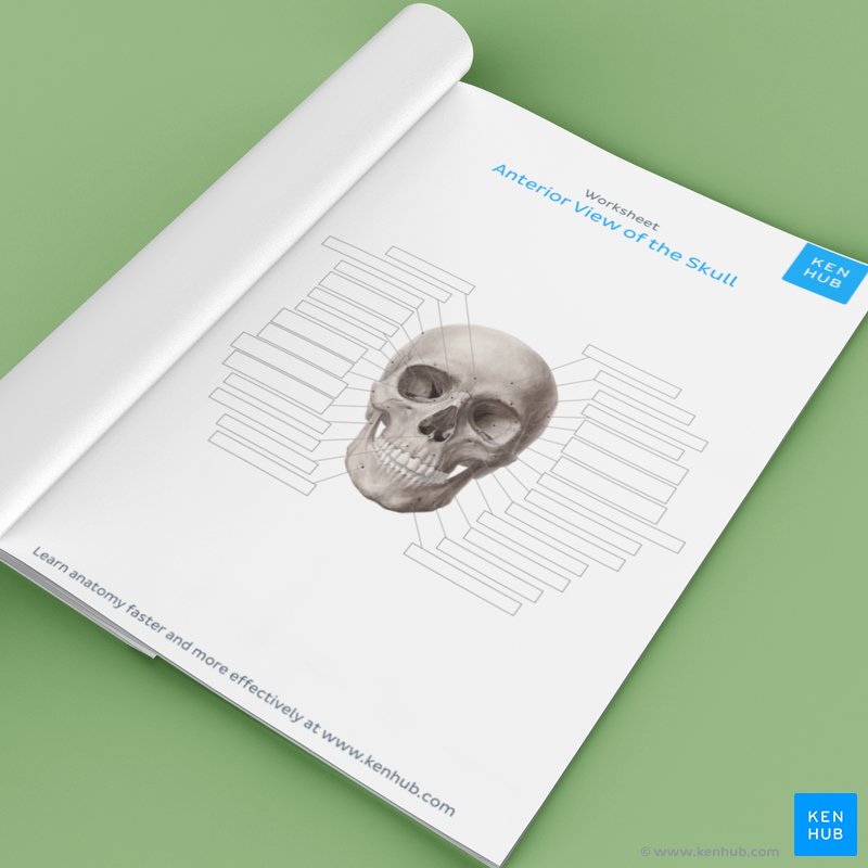 Skull Labeling Quiz Worksheets Library