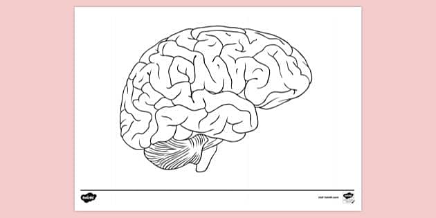 FREE! - Brain Colouring Sheet | Colouring Sheets - Twinkl
