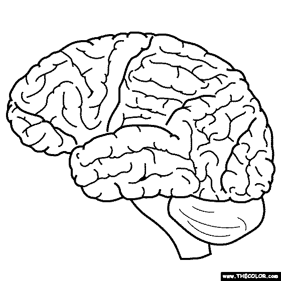 Brain coloring page | Free Printable Coloring Pages
