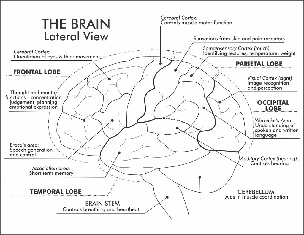 Parts of the Brain - A set of comprehensive worksheets - Where ...