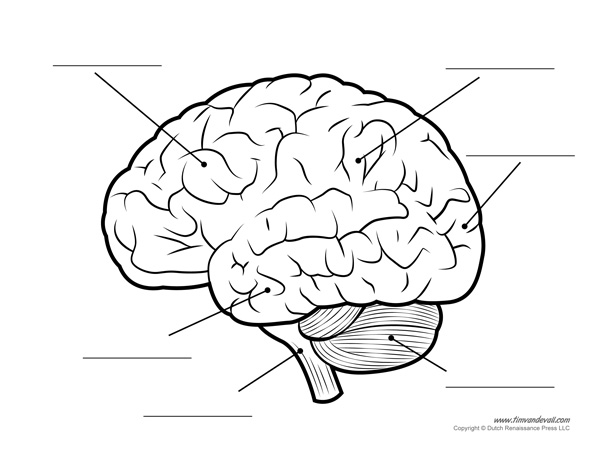 Human Brain Diagram - Labeled, Unlabled, and Blank - Tims Printables