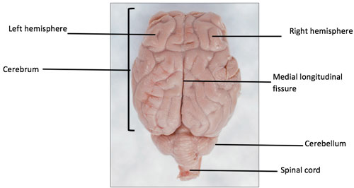 Sheep Brain Dissection | Carolina Biological Supply