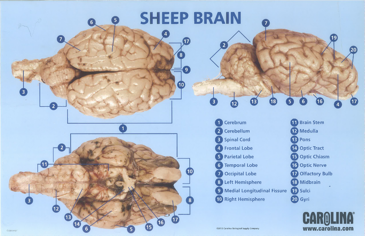 Sheep brain dissection - Bisc 163 - Studocu