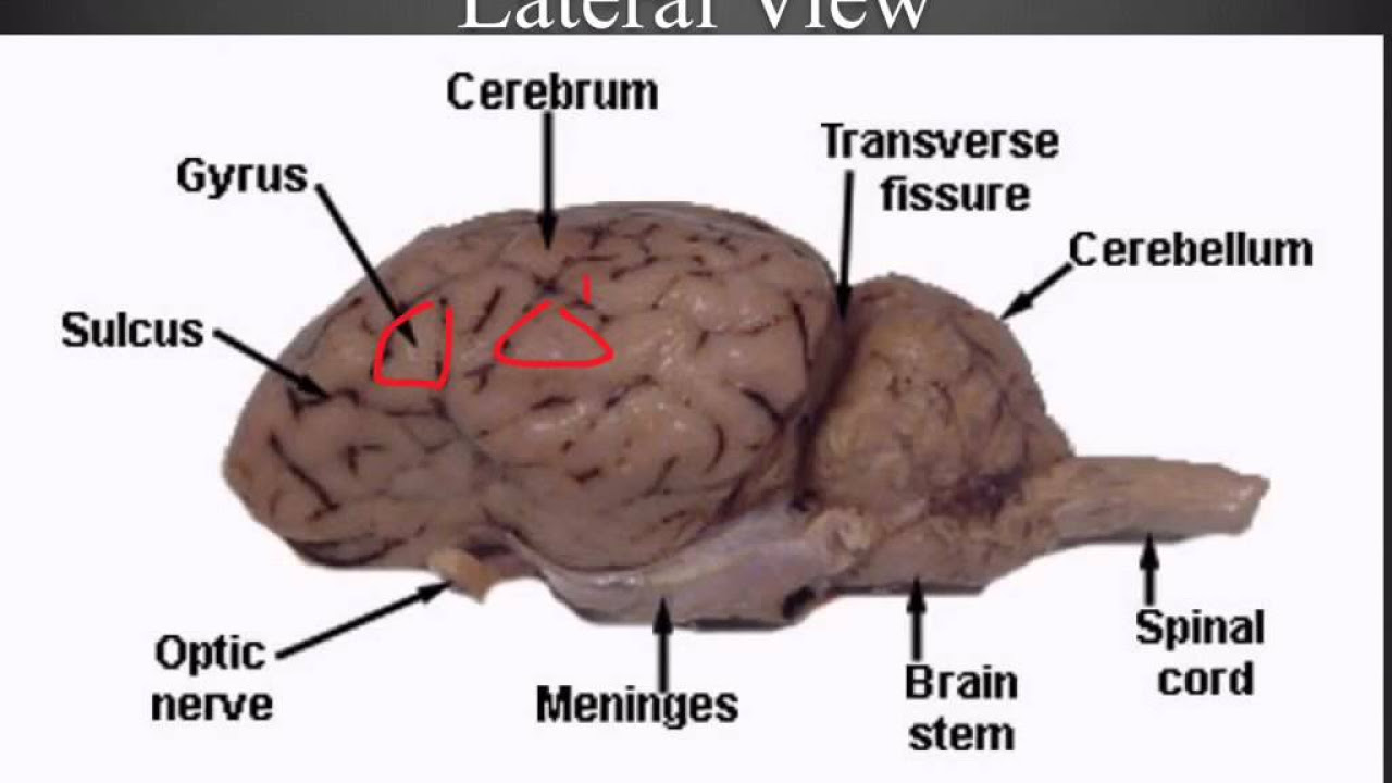 Sheep Brain Dissection - Center for Science Education - YouTube