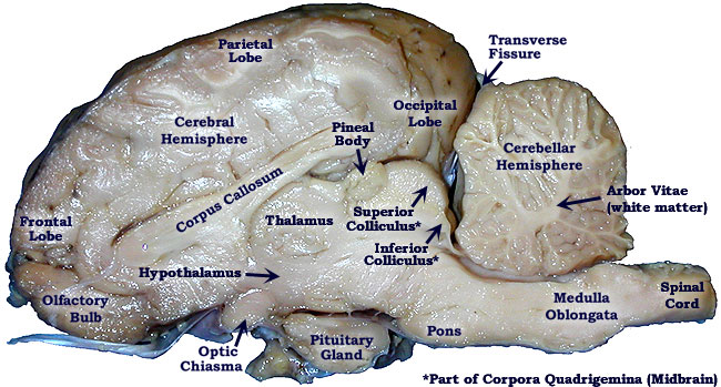 Sheep Brain Dissection Lab Companion
