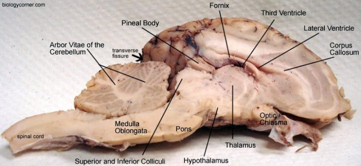 Sheep Brain Dissection Guide