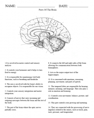 Parts of a Brain Middle School Worksheet - Free Printable Online