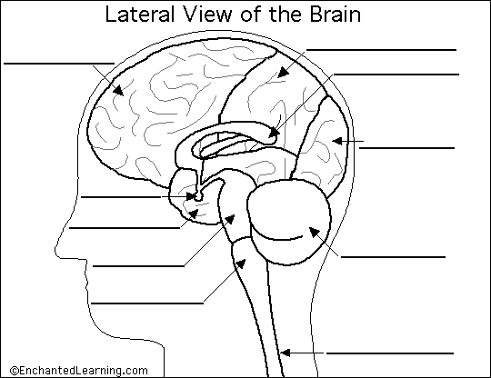 brain labeling worksheet