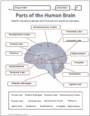 Parts of the Brain Labeling Worksheet1 2 pdf Bio Daniel Lozano 4