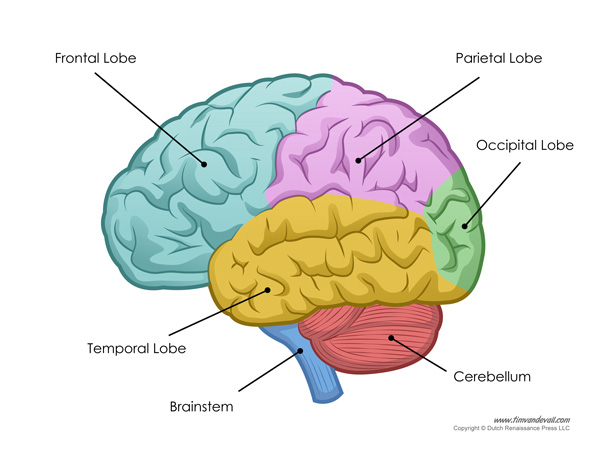 Human Brain Diagram - Labeled, Unlabled, and Blank - Tims Printables
