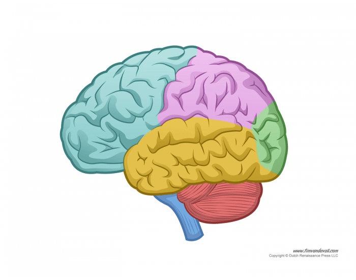 Label the Lobes of the Brain Quiz