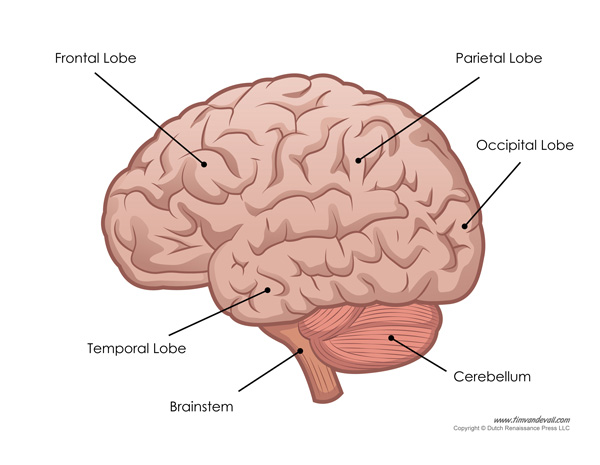 Human Brain Diagram - Labeled, Unlabled, and Blank