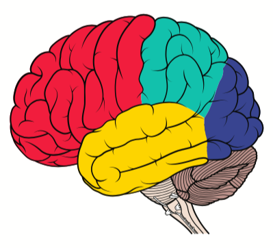 brain lobes worksheet