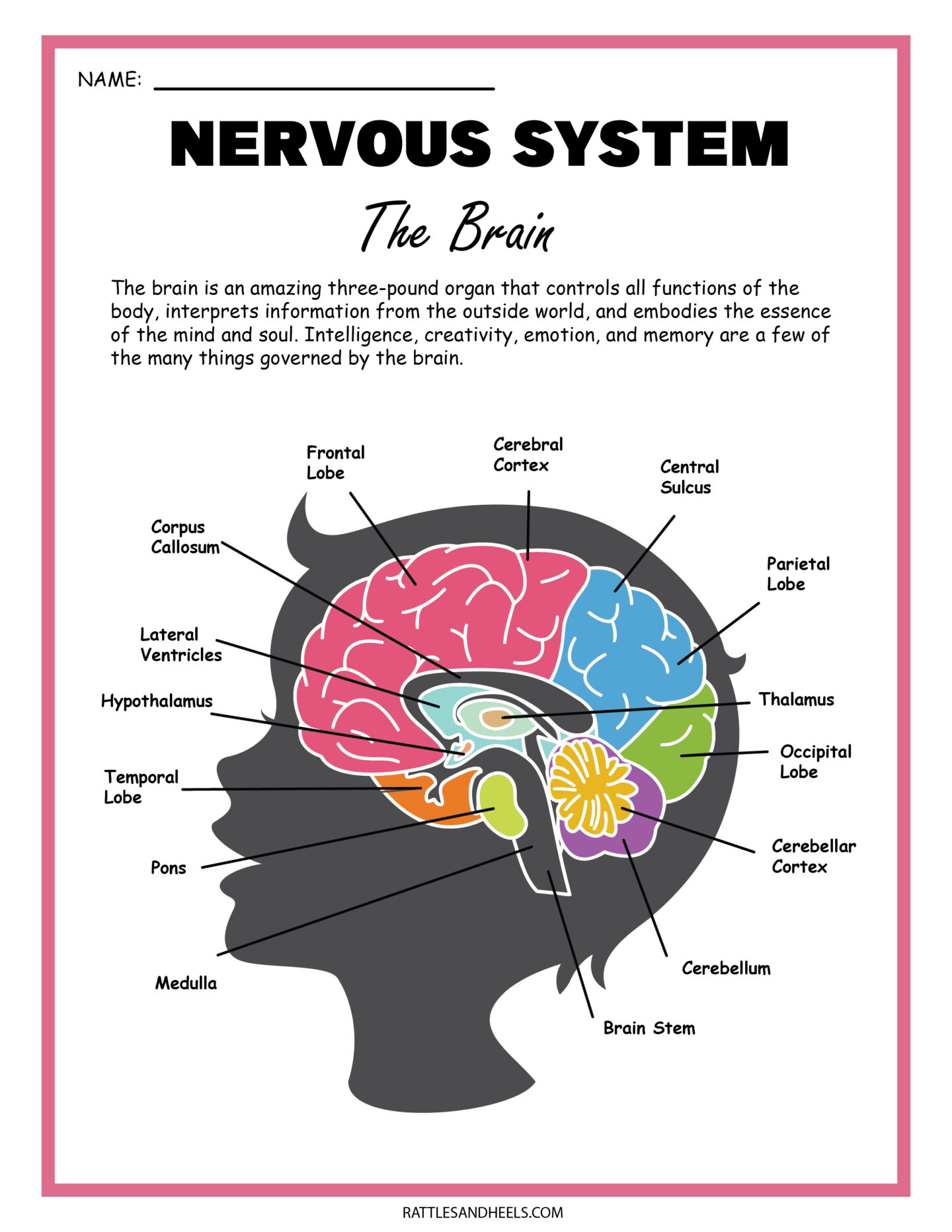 brain parts and functions worksheet
