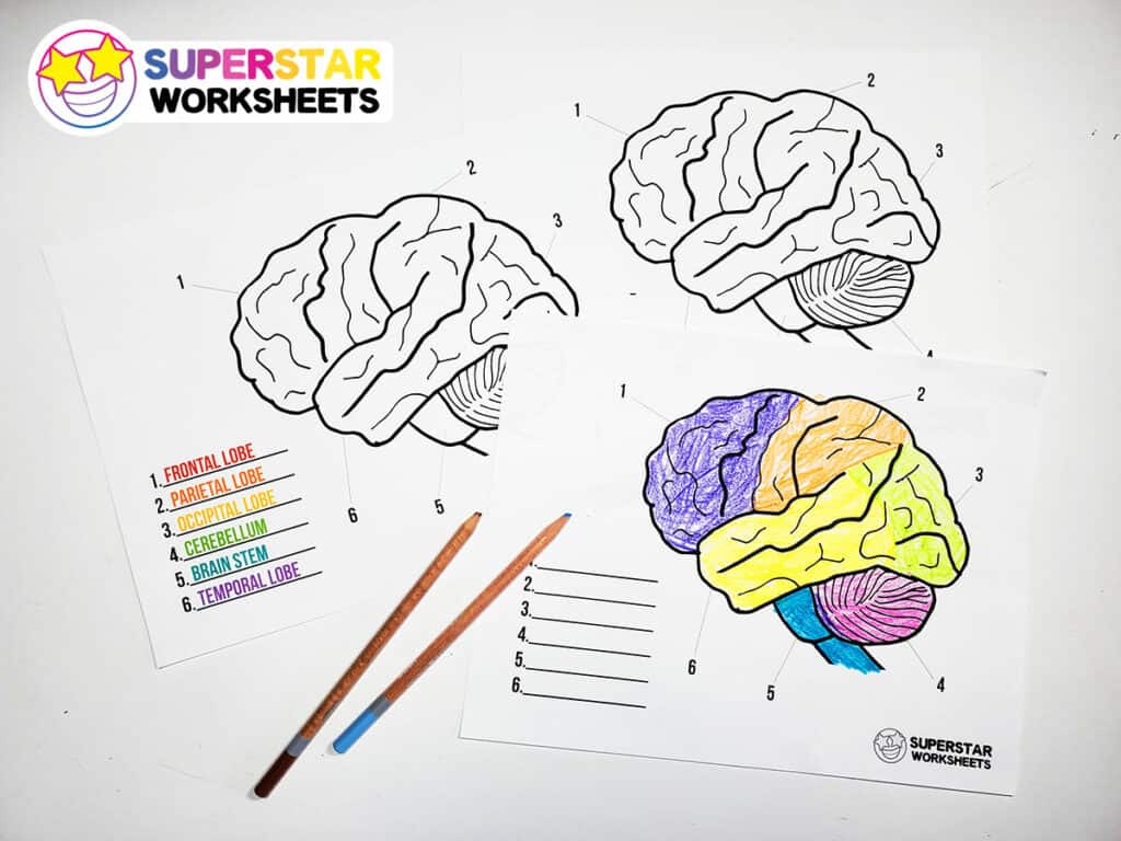 Human Brain Worksheets -Worksheets Library
