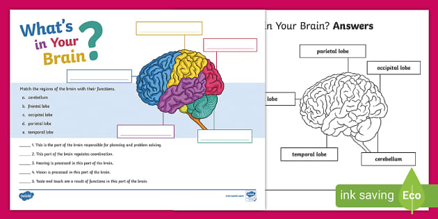 Whats in Your Brain? Activity for 3rd-5th Grade - Twinkl