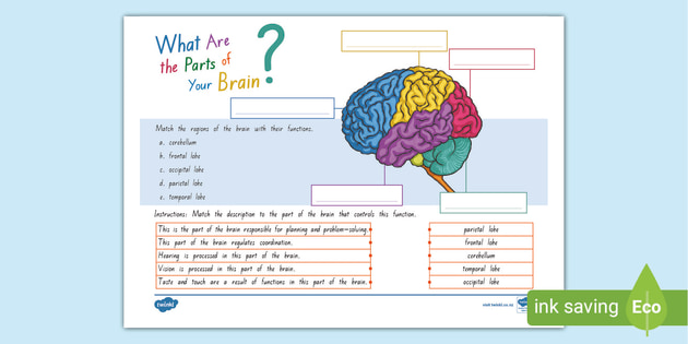 brain worksheet for kids