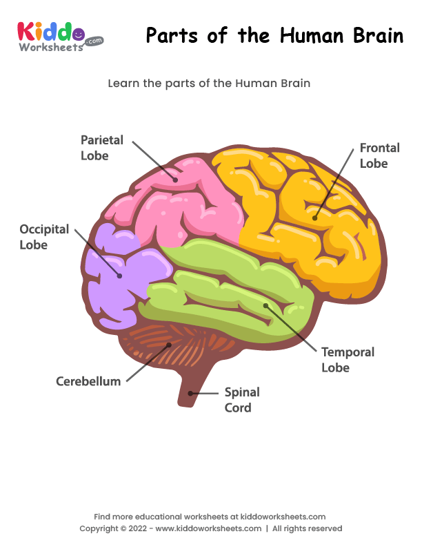 Free Printable Parts of the Human Brain Worksheet - kiddoworksheets