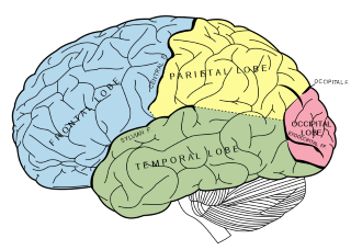 Human Brain Parts, Diagram &  Function - Lesson | Study.com